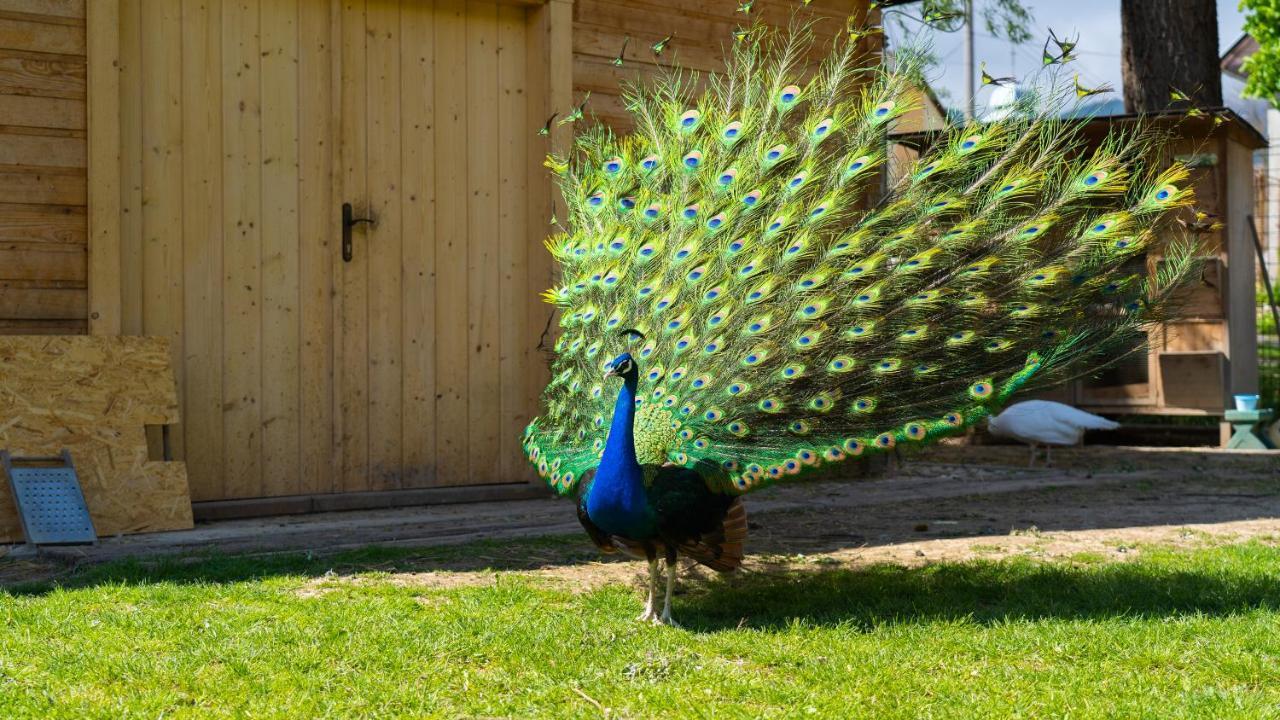 Farma Zelená Ruža Klacno Exterior foto