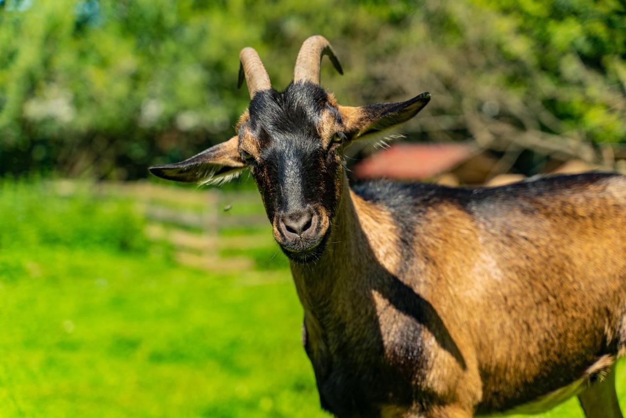 Farma Zelená Ruža Klacno Exterior foto
